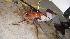 Fishermen caught many of the hundreds of...