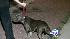 A 2-and-a-half-year-old boy was mauled by a...