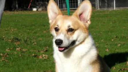 All four show dogs stolen from a van parked at a Bellflower motel were found in Compton on Wednesday night.