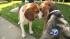 Both beagles were silenced - debarked - by the...