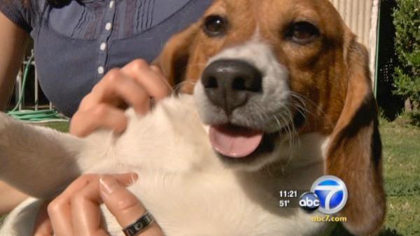 Bred and born for life in a cage, beagles are the subject of experiments and sometimes outright torture. They are the most popular breed for this type of treatment because they are trusting and friendly. 
