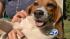 Bred and born for life in a cage, beagles are...
