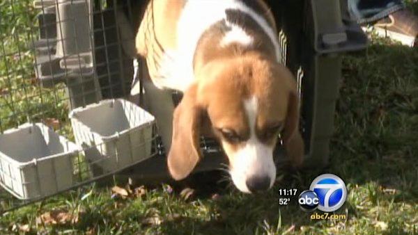 So how common is animal research on dogs, cats and even monkeys? The numbers are surprising.