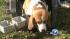 So how common is animal research on dogs, cats...