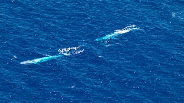 A pod of rare endangered blue whales was spotted swimming off the coast of California near San Pedro on Monday, August 01, 2011.
