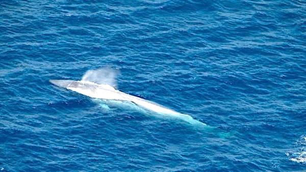 A pod of rare endangered blue whales was spotted swimming off the coast of California near San Pedro on Monday, August 01, 2011.