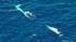 A pod of rare endangered blue whales was spotted...