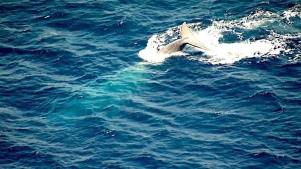 A pod of rare endangered blue whales was spotted swimming off the coast of California near San Pedro on Monday, August 01, 2011.
