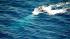 A pod of rare endangered blue whales was spotted...