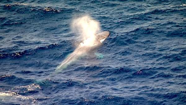 A pod of rare endangered blue whales was spotted swimming off the coast of California near San Pedro on Monday, August 01, 2011.