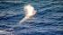 A pod of rare endangered blue whales was spotted...
