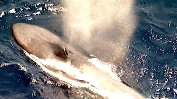 A pod of rare endangered blue whales was spotted swimming off the coast of California near San Pedro on Monday, August 01, 2011.