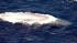 A pod of rare endangered blue whales was spotted...