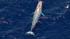 A pod of rare endangered blue whales was spotted...