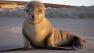 The hunt is on for the person who shot and killed a sea lion. The animal was found dead on Venice Beach last week.