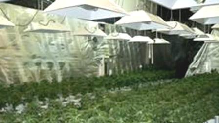 Los Angeles County Sheriffs investigators in Lancaster followed their noses and made a major marijuana bust on Monday, Aug. 22, 2011.