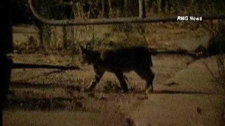A bobcat was seen prowling along the 800 block of Country Club Drive in Burbank around 9:15 p.m. Thursday.