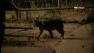 A bobcat was seen prowling along the 800 block of Country Club Drive in Burbank around 9:15 p.m. Thursday.