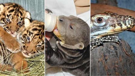 The Los Angeles Zoo welcomed new additions to their Sumatran tiger, giant otter and Komodo dragon families.