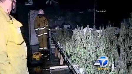 Crews responding to a structure fire in North Hollywood Saturday discovered a marijuana growing operation.