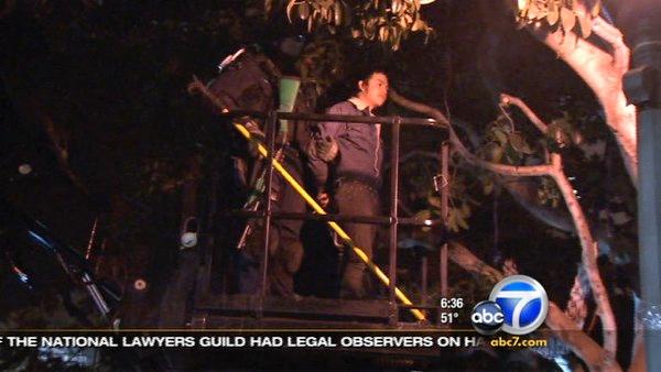 LAPD officers removed an Occupy Los Angeles protester from a tree on Wednesday, Nov. 30, 2011.