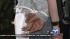 Police officers were seen cuffing the hands of...