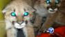 Some residents in Burbank were in for a surprise when they discovered two mountain lion cubs in their neighborhood.