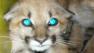 Some residents in Burbank were in for a surprise when they discovered two mountain lion cubs in their neighborhood.