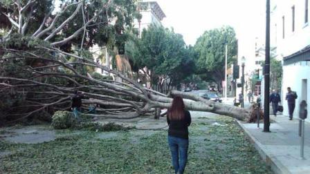 An ABC7 viewer sent in this photo of a tree blocking Green Street in Pasadena, Calif. on Thursday, Dec. 1, 2011.
