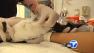 Seabirds have been washing ashore sick and malnourished recently as a result of naturally seeping oil off Santa Barbara.