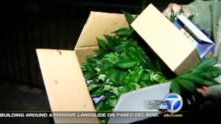 A broken sprinkler head led firefighters to a marijuana growing operation in a Hollywood apartment on Thursday, March 15, 2012.
