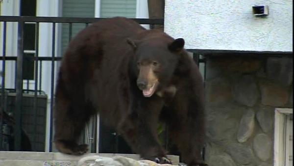 A 400-pound black bear roamed around a Montrose neighborhood for several hours on Tuesday, April 10, 2012.  The bear was sedated with three tranquilizers, and then officials loaded him into a truck to be relocated to a more bear-friendly area.