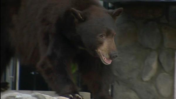 A 400-pound black bear roamed around a Montrose neighborhood for several hours on Tuesday, April 10, 2012.