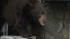 A 400-pound black bear roamed around a Montrose...