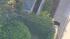 A 400-pound black bear roamed around a Montrose...