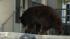 A 400-pound black bear roamed around a Montrose...