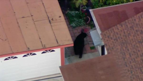 A 400-pound black bear roamed around a Montrose neighborhood for several hours on Tuesday, April 10, 2012.