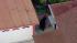 A 400-pound black bear roamed around a Montrose...