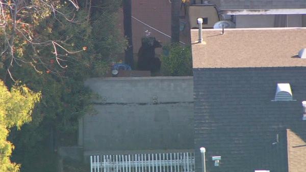 A 400-pound black bear roamed around a Montrose neighborhood for several hours on Tuesday, April 10, 2012.