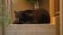 A 400-pound black bear roamed around a Montrose neighborhood for several hours on Tuesday, April 10, 2012.  The bear was sedated with three tranquilizers, and then officials loaded him into a truck to be relocated to a more bear-friendly area.