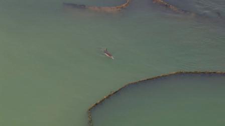 A dolphin was spotted on Tuesday, May 8, 2012, trapped in a confined space near a large construction project in the Long Beach Harbor.