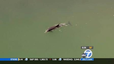 A dolphin is shown swimming in the Long Beach Harbor, where it became stuck in a confined space near a large construction zone on Tuesday, May 8, 2012. Marine Animal Rescue officials said it made its way back to open water by Wednesday.