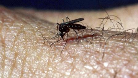 A mosquito is shown in this undated file image.