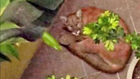 A mountain lion is shown in this undated file photo.