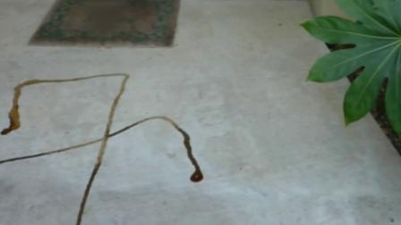A Los Angeles-area home was vandalized by a Northridge woman, her teenage daughter and two of her daughters friends.