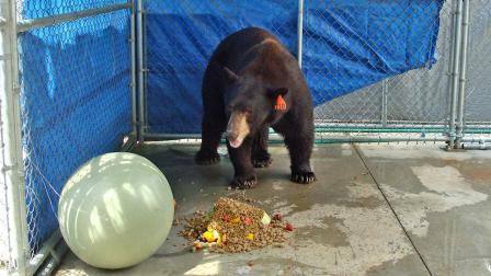 A trap baited with honey and bacon led to the capture of Meatball the bear in Glendale on Wednesday, Aug. 29, 2012. He was transported to a sanctuary in San Diego County.