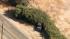 A car is seen after it crashed into bushes in...