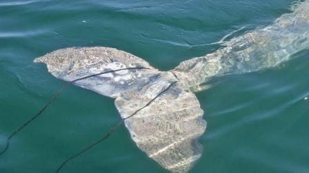 A young 20-foot gray whale is seen after it was caught in a rope in Manhattan Beach on Thursday, Sept. 6, 2012.