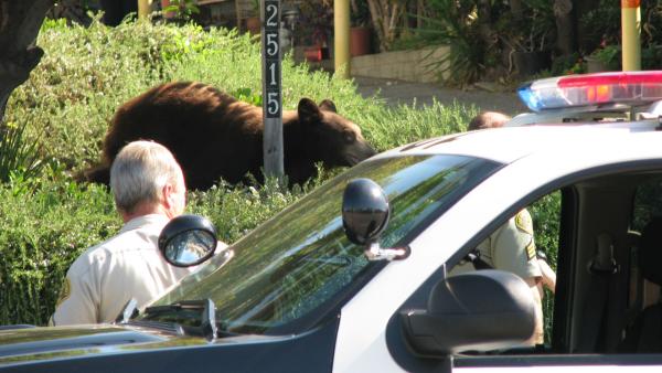 A bear roamed a Montrose neighborhood, visited a local school and stopped traffic on the 210 Freeway Sunday. ABC7 viewer Edwin Megerdichian sent in this photo of the bear behind some bushes on Sunday, Sept. 9, 2012.
