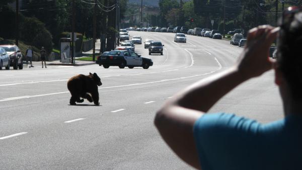 A bear runs down the street near La Crescenta in this photo sent in by ABC7 viewer Edwin Megerdichian on Sunday, Sept. 9, 2012.